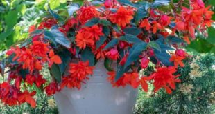 How and When to grow fuchsia flowers
