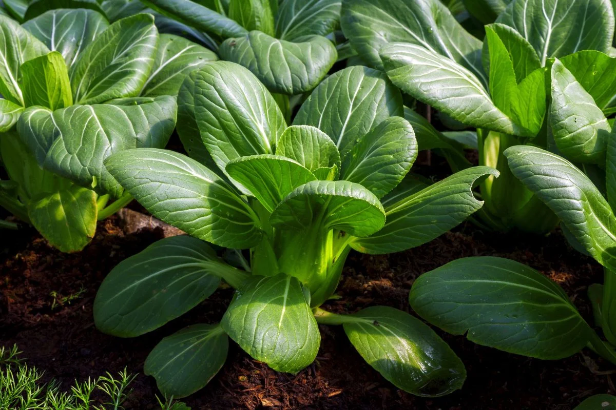 Bok Choy