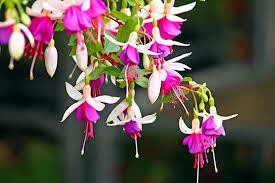 fuchsia flowers