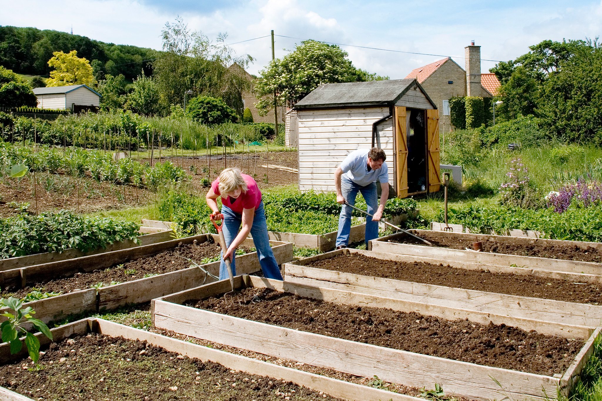 Gardening for beginner