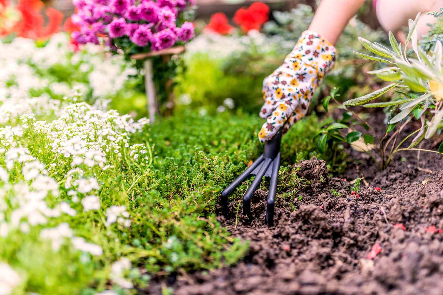 Gardening for beginner