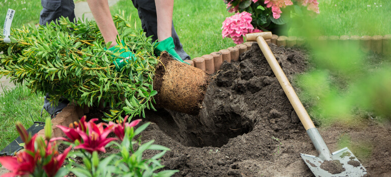 Gardening for beginner