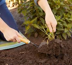 Summer vegetable planting that Grows very Fast