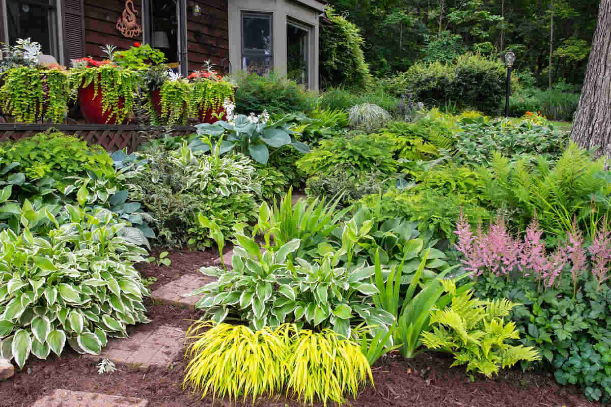 Plants that usually grow in shade all the year.