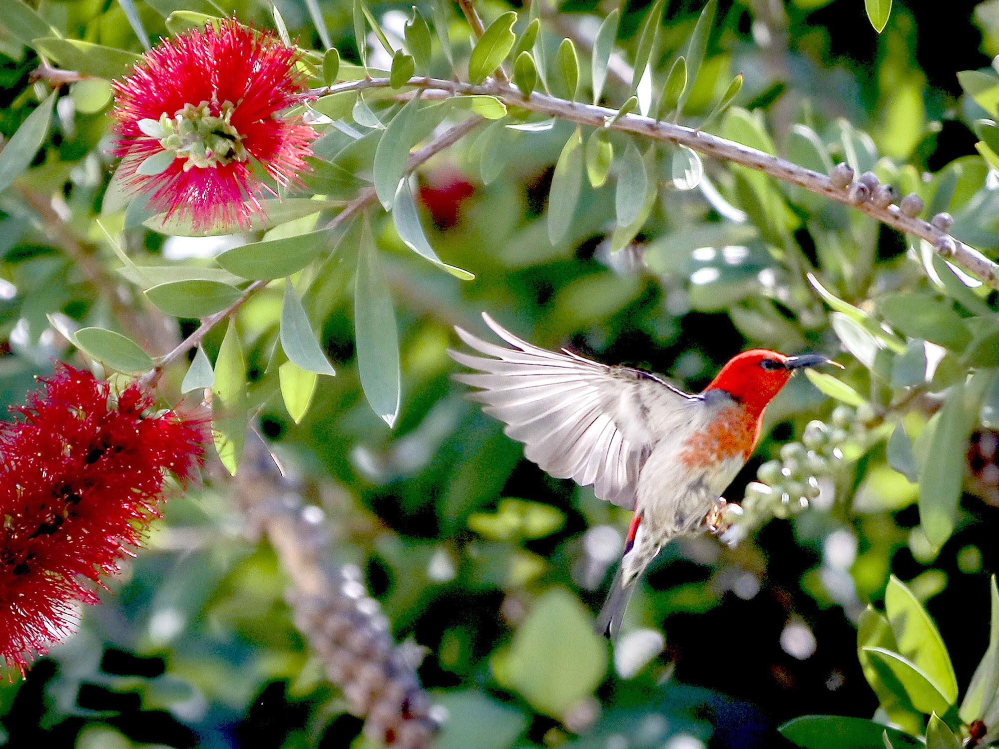 The Top Native Plants That Will Attract Birds to the Garden