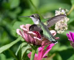 The Top Native Plants That Will Attract Birds to the Garden