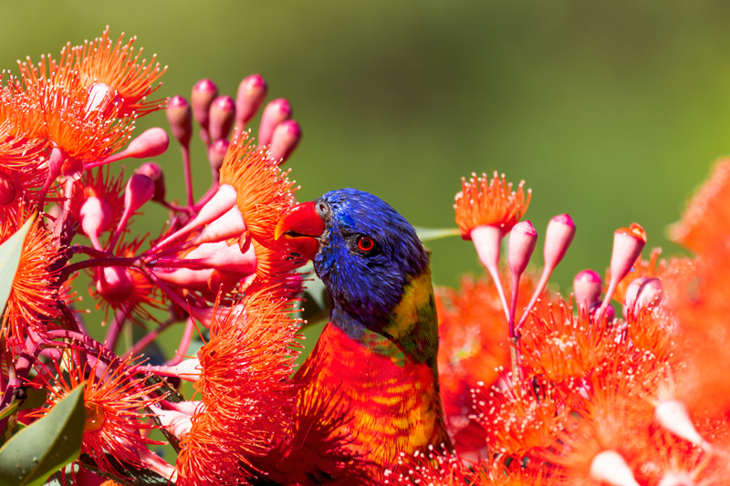 The Top Native Plants That Will Attract Birds to the Garden