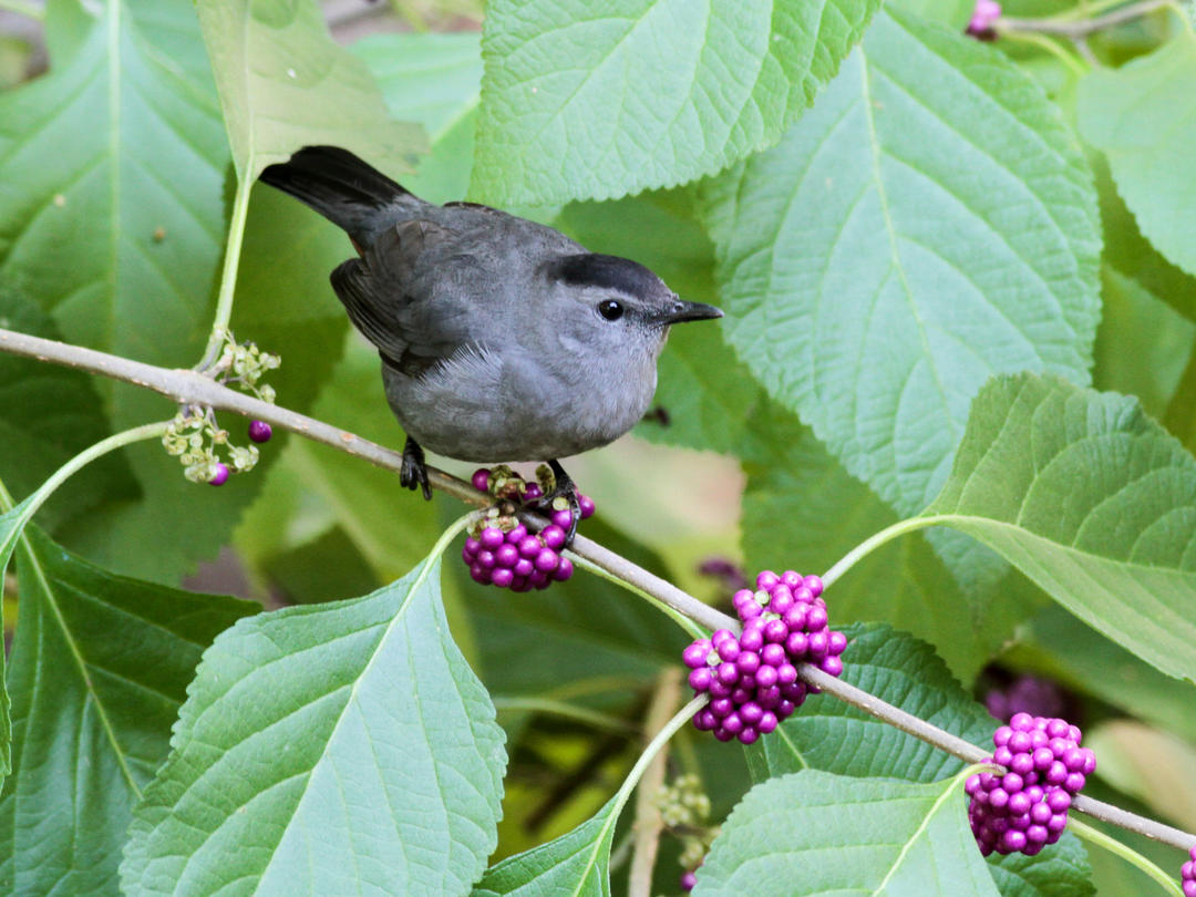 The Top Native Plants That Will Attract Birds to the Garden