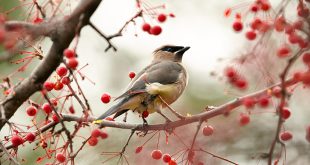 The Top Native Plants That Will Attract Birds to the Garden