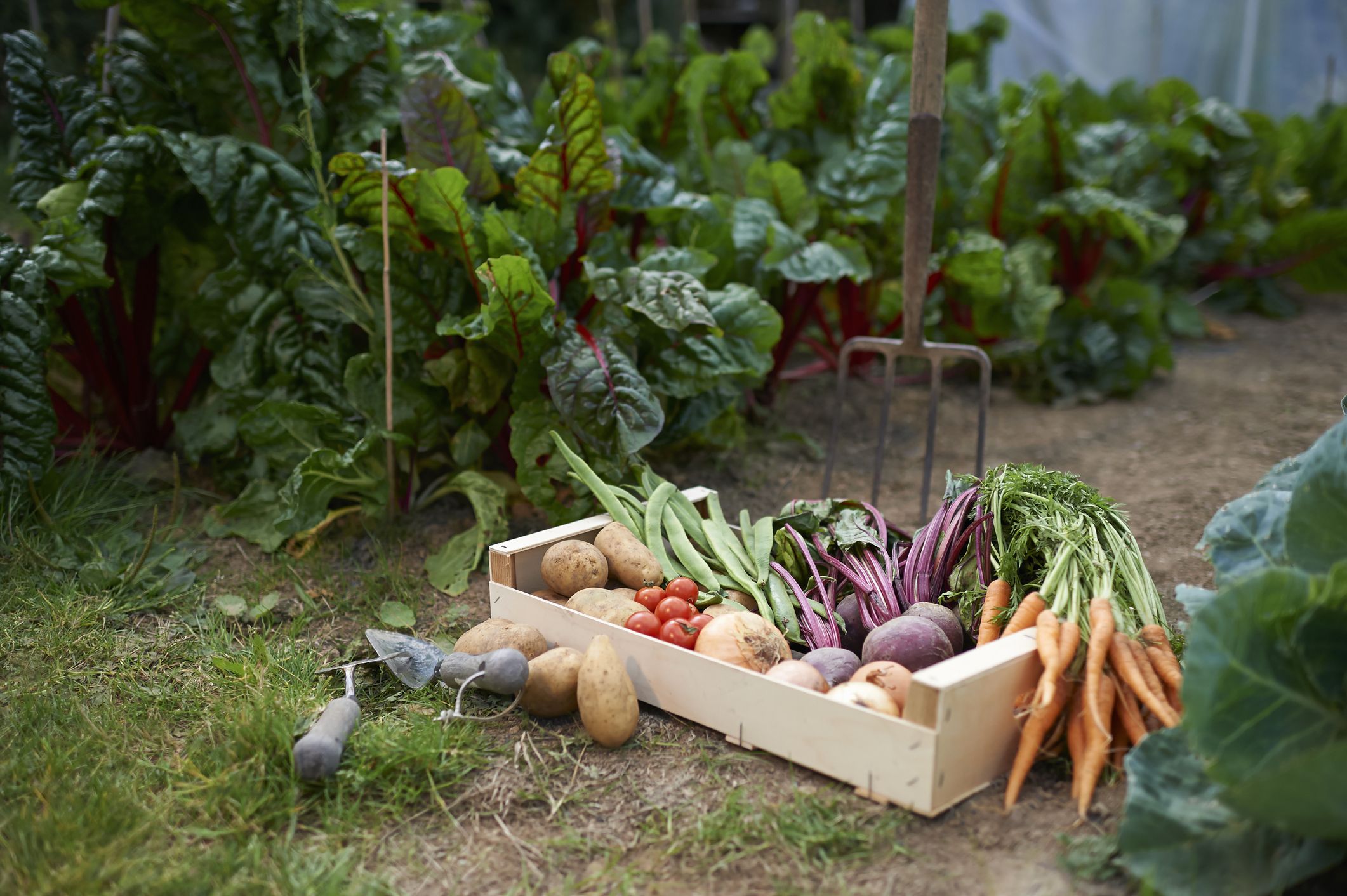 Summer vegetable planting that Grows very Fast