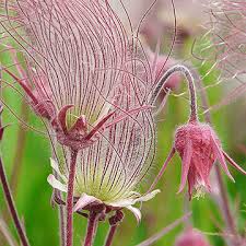 Plants that Grow Well in Dry Conditions for Sandy Soils