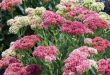 Plants that Grow Well in Dry Conditions for Sandy Soils