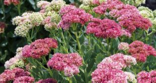 Plants that Grow Well in Dry Conditions for Sandy Soils