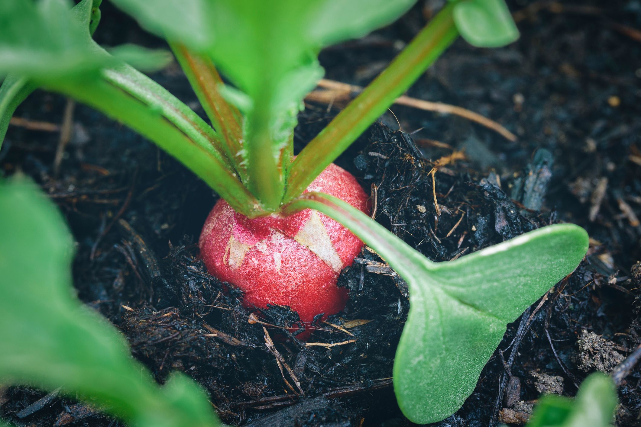 Summer vegetable planting that Grows very Fast